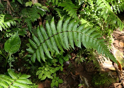 Amauropelta linkiana