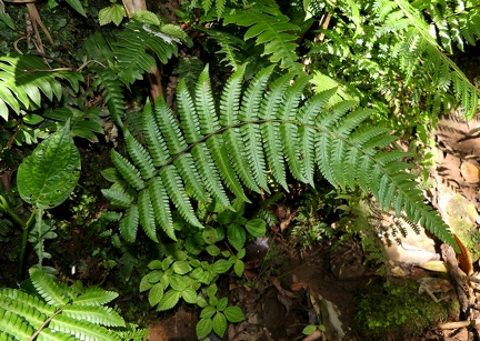 Amauropelta linkiana