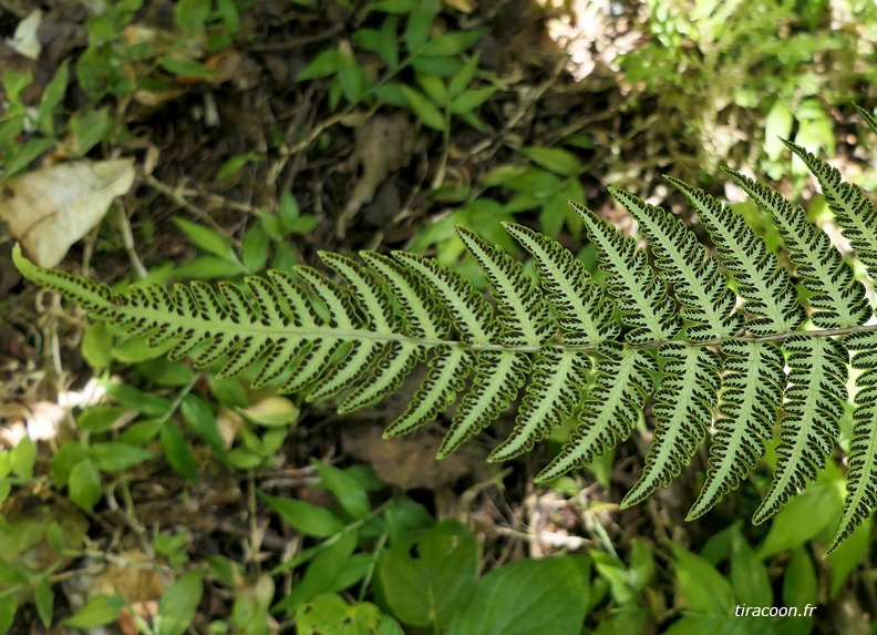 Amauropelta linkiana