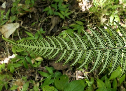 Amauropelta linkiana