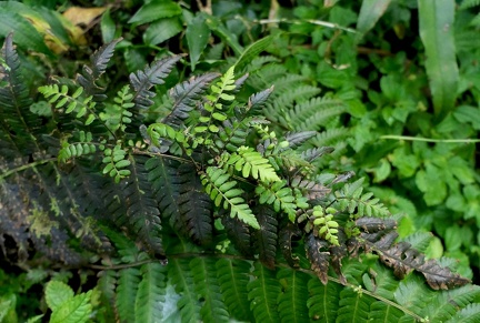 Amauropelta linkiana