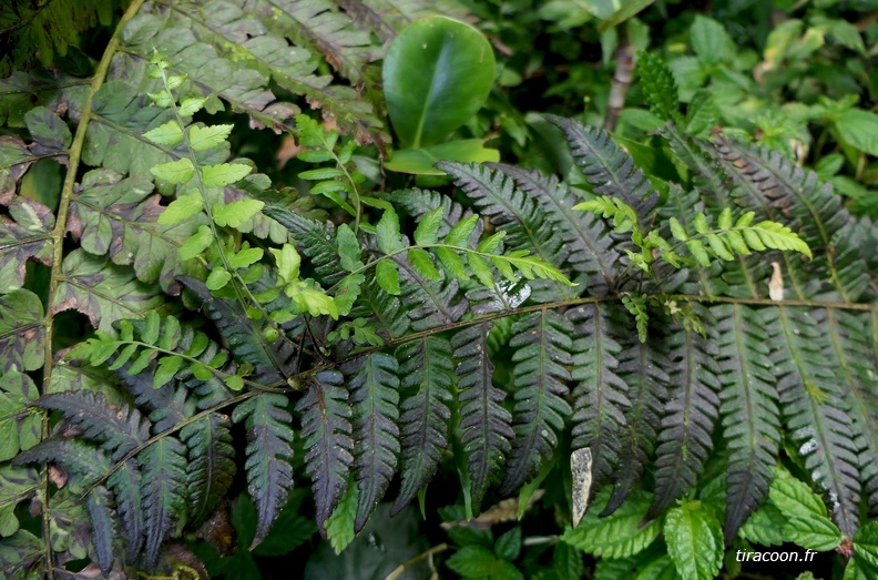 Amauropelta linkiana