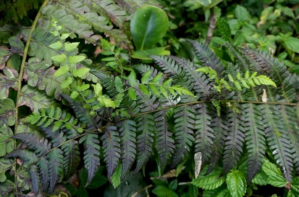 Amauropelta linkiana