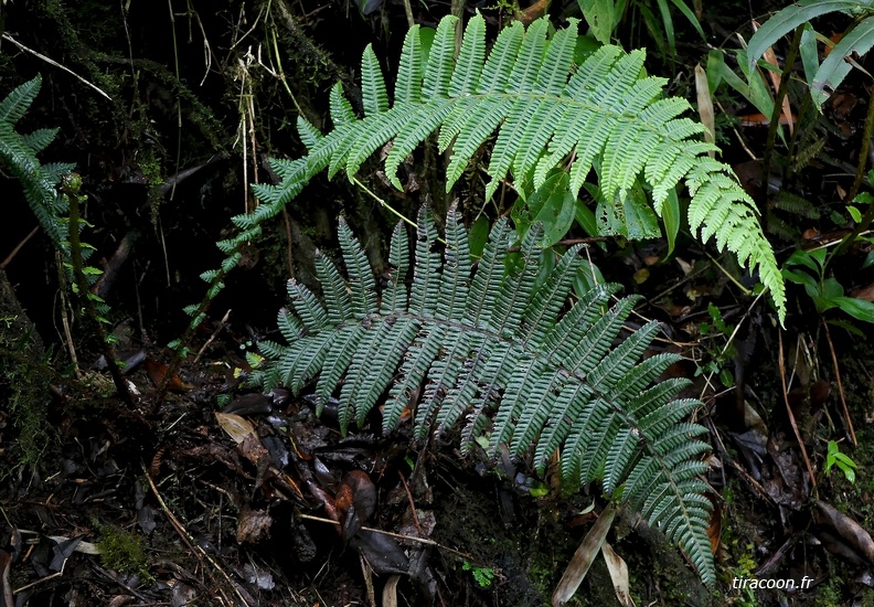 Amauropelta rustica