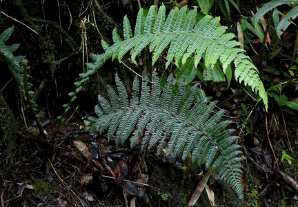 Amauropelta rustica