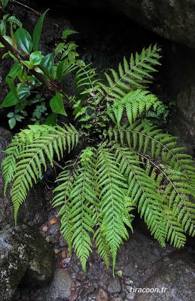 Amauropelta consanguinea