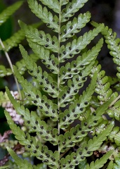 Amauropelta consanguinea