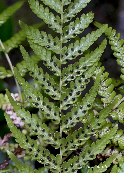 Amauropelta consanguinea