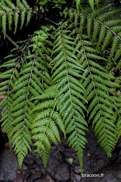 Amauropelta consanguinea