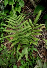 Goniopteris tetragona