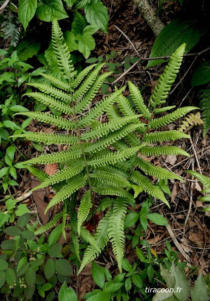 Goniopteris tetragona