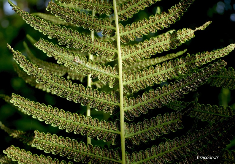 Amauropelta sp.