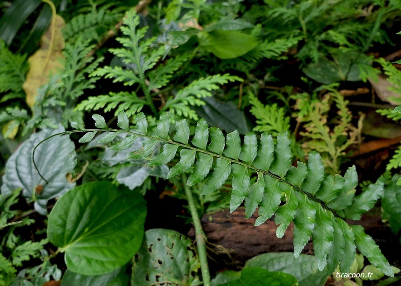 Asplenium cirrhatum