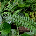 Asplenium cirrhatum