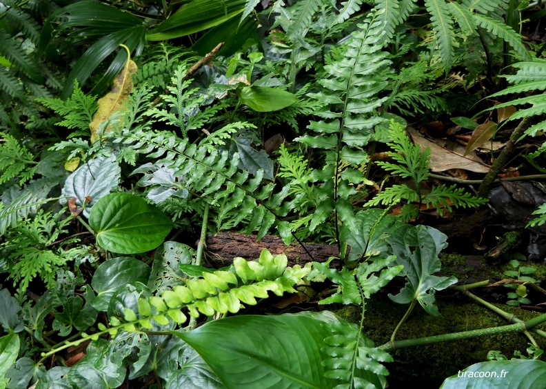 Asplenium cirrhatum