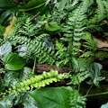 Asplenium cirrhatum