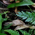 Asplenium cirrhatum