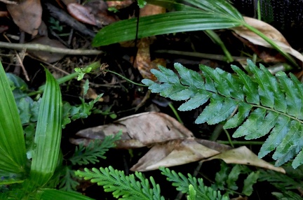 Asplenium cirrhatum