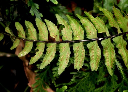 Asplenium cirrhatum