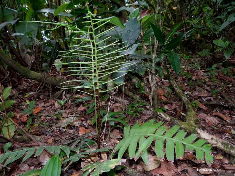 Austroblechnum divergens