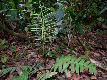 Austroblechnum divergens