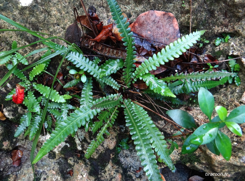 Thelypteris guadalupensis