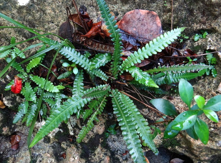 Thelypteris guadalupensis