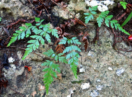 Anemia adiantifolia