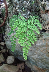 Adiantum tenerum