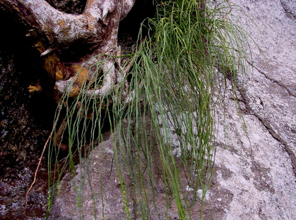 Psilotum nudum