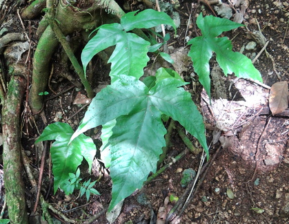 Tectaria heracleifolia