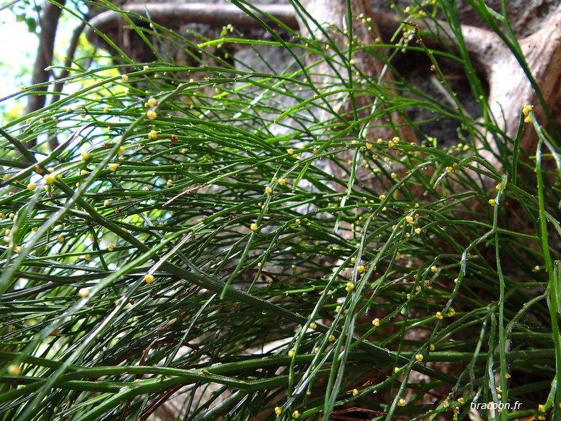 Psilotum nudum