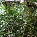 Psilotum nudum