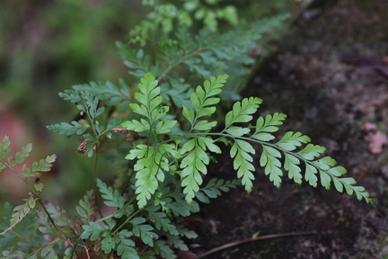 Anemia adiantifolia