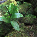 Dracoglossum plantagineum