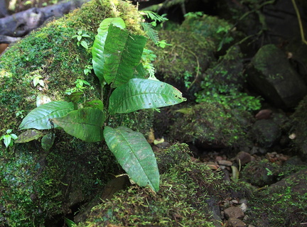 Dracoglossum plantagineum