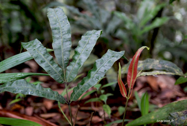 Salpichlaena volubilis