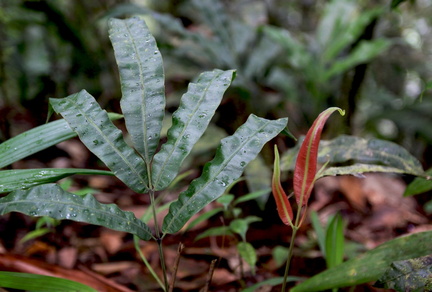 Salpichlaena volubilis