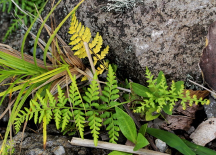 Pityrogramma chrysophylla