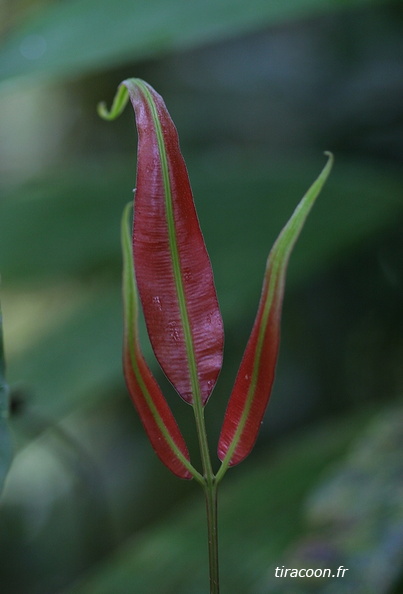 Salpichlaena volubilis