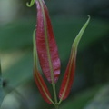 Salpichlaena volubilis