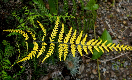 Pityrogramma chrysophylla