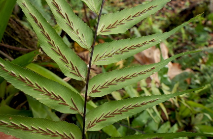 Asplenium serra