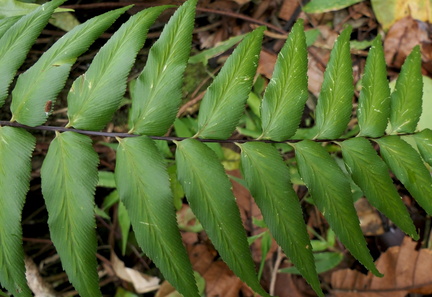 Asplenium serra