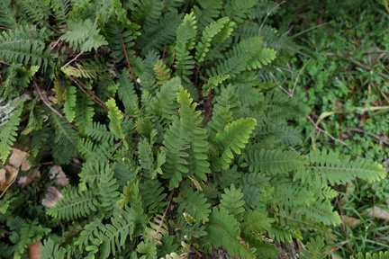 Pleopeltis polypodioides