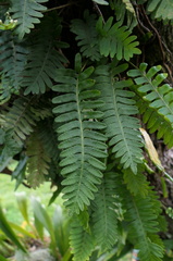 Pleopeltis polypodioides