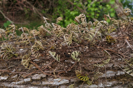 Pleopeltis polypodioides