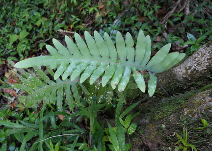 Phlebodium pseudoaureum