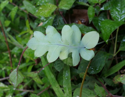 Phlebodium pseudoaureum