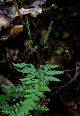 Anemia adiantifolia